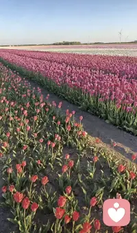 清晨安好，心里藏着思绪与烦闷都可以慢慢诉说，我静静聆听你的心声。配图