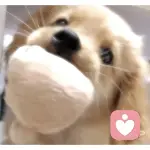 共情的小抑的头像