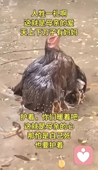 世间万般情感，终究绕不开爱与相守
（倾听师随笔）
做心理倾听工作以来，我听过无数人的心事与困顿，这三幅画面，恰好道尽了大多数来访者，内心最深的执念与期盼
大雨中，母鸡展翅护住幼崽，是与生俱来的母爱庇护，很多成年人内心缺爱敏感，大多源于童年安全感的缺失，作为倾听者，我愿做对方的情绪保护☔，包容所有脆弱，接纳全部心事
让人敬佩的两种人，贫寒缺不平庸，富裕依旧拼搏前行。而很多来访的人，深陷自我内耗，我只安静倾听焦虑，帮他们看见自身力量，重拾生活的勇气
家，以男女互为根基与灵魂，需要夫妻同心经营。婚姻矛盾是咨询里最常见的问题，不少孤独都来自伴侣间缺少的体谅和陪伴，我倾听感情里的委屈，引导彼此互相珍惜与包容
所有心理烦恼，本质都是渴望被理解，被依靠，我会做安静的倾听者，接住你的疲惫，抚平心绪，帮你寻得内心安稳
来吧，来了就会有收获。配图