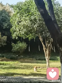 重庆
阳光穿过枝桠，落在你眉眼，一笑便是久违的暖阳。
需要打包吗？
我用漂流瓶给你装满光和希望！配图