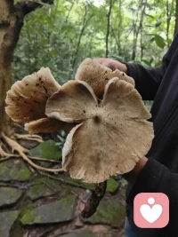今天照母山的收获。找了几小时。找到两朵，还是从根上就坏了。不能食用！朋友很会安慰人，找没找到，都是结果，我们已经经历就好！隔壁在乎，况且这两朵是最大的，装13好有用，好多人拍照。也不错了。
