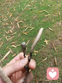 今天照母山的收获。找了几小时。找到两朵，还是从根上就坏了。不能食用！朋友很会安慰人，找没找到，都是结果，我们已经经历就好！隔壁在乎，况且这两朵是最大的，装13好有用，好多人拍照。也不错了。