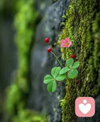像石壁小草一样，允许自己缓慢生长。
不必强迫时刻乐观，照顾好内心情绪，
就是好好生活的第一步配图