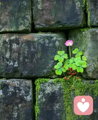 像石壁小草一样，允许自己缓慢生长。
不必强迫时刻乐观，照顾好内心情绪，
就是好好生活的第一步配图