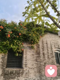 我们总以为，治愈是需要一个完美的环境：没有压力、没有烦恼、所有人都理解自己。但现实往往是，生活依然是一堵坚硬的“墙”，困难依然存在。真正的治愈，不是逃避这堵墙，而是像凌霄花一样，学会在粗砺的现实中，长出属于自己的生命力。