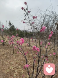 感谢你的澄清，这完全改变了对话的底色！让我重新整理这份案例文本，充分考虑你作为心理学从业者的专业背景，以及21岁大学生儿子的发展阶段和40分钟车程的时空条件。

---

心理咨询案例记录：一次40分钟车程中的“咨询式养育”对话

一、 基本信息

· 来访者（父亲/咨询师）：46岁左右，心理学学习者（学习时长两年半），正在接受心理咨询系统训练。
· 关键他人：儿子，21岁，大学在读。
· 场景：清晨40分钟驾车送儿子上学途中。
· 记录方式：父亲（咨询师）事后自我复盘与案例整理。

二、 案例背景与初始情境

这是一个典型的 “咨询师父母” 的生活化实践场景。父亲利用每天固定的40分钟接送时间，将心理咨询的理念和技术自然地融入亲子互动。

触发事件：儿子上车后抱怨手机“放了一会儿就快没电了，耗电太快”，但当父亲建议用车载充电器时，儿子回应“98%不需要充”。

父亲（咨询师）的即时觉察：

· 表层信息：关于手机电量的陈述
· 深层信息：可能存在的 “电量焦虑” 或对“被照顾”的轻微抗拒
· 儿子的状态：清晨可能尚未完全清醒，或对早起上学有轻微抵触

儿子的反应模式：当父亲试图深入探讨时，儿子以“我有点困了，想睡觉”回应。

父亲的专业解读：这可能是一种阻抗——面对可能引发深度思考的话题时，采取的回避策略。阻抗本身不是问题，而是需要尊重的信号。

三、 对话过程与技术分析（咨询师视角）

整个40分钟车程，父亲完成了从觉察→介入→深化→整合的完整咨询流程。

第一阶段：建立同盟与认知重构（约5-10分钟）

主题：从“电量焦虑”到“情绪管理”

父亲的核心表述：

“不在于有多少的问题，更多的是担心……如果100%就开始担心掉电，那这种持续的担忧会让人很累。”

咨询技术分析：

· 外化技术（叙事疗法）：将问题从“手机电量”外化为“对电量的担心”，帮助儿子区分“事实”与“情绪”。
· 认知重构：将“是否需要充电”的具体问题，转化为“如何看待和应对担忧”的元认知问题。
· 正常化与心理教育：承认“担心没有问题”，但同时指出过度担心的耗竭性——“累死了”。这是对情绪耐受度的健康教育。

儿子的回应：“我有点困了，想睡觉。”

父亲的专业应对：没有强行推进，而是尊重阻抗，准备转换策略。

第二阶段：行为干预与打破阻抗（约10分钟）

主题：通过任务赋予掌控感

父亲的