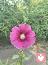 问问自己，多久没有问到花香了，问问自己，多久没有听到鸟鸣了，问问自己，多久没有感觉到风的凉爽了。配图