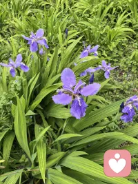 健康的自我允许：

在快乐中： 暂时放下逻辑和控制，回归原始的融合感。

在娱乐中： 像孩子一样傻笑、玩耍，暂时忽略社会面具。

在悲伤中： 允许自己痛哭流涕，体验无助感，并在哀伤过程中完成心理修复。配图