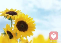 不必追赶太阳，你本身就在发光🌟🌟🌟配图