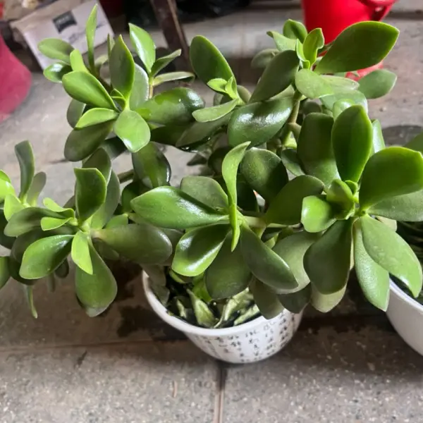 小财神(倾诉、陪聊)