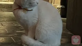 南宫倾听者