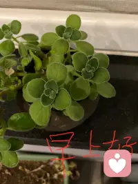 学习笔记 亲密关系总结

亲密关系是生物进化与文化演变共同编织的复杂挂毯。作为未来的心理咨询师，在理解来访者的情感困扰时，我们需要具备双重视野：既要看到那些源自远古基因的原始冲动（如嫉妒、择偶偏好），也要看到现代文化对关系提出的高标准要求（如自我实现、灵魂共鸣）。

这种“生物-心理-社会”的整合视角，将帮助我们跳出单一的道德评判，以更具同理心和科学性的态度，去理解人类在爱与连接中的挣扎与追寻。