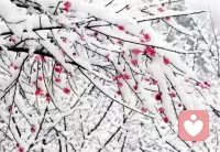 一个冬天总要下场雪——2026