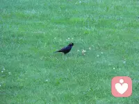 遇事不决可问春风，春风不语即随本心，而我本心坚定，又怎会遇事不决。春风亦有春风愁，不劳春风为我忧，春风若有怜花意，可否许我再少年？配图