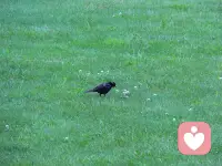 遇事不决可问春风，春风不语即随本心，而我本心坚定，又怎会遇事不决。春风亦有春风愁，不劳春风为我忧，春风若有怜花意，可否许我再少年？配图