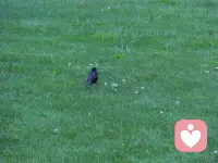 遇事不决可问春风，春风不语即随本心，而我本心坚定，又怎会遇事不决。春风亦有春风愁，不劳春风为我忧，春风若有怜花意，可否许我再少年？配图