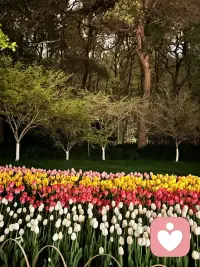 丁香花结了又结 
人生焦虑的课题换了又换  
我大哭了一次又一次 不过没关系 
我会更勇敢的往前走配图