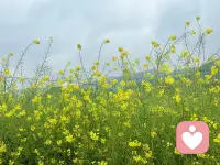 春天没有心事，春天只顾开花。配图