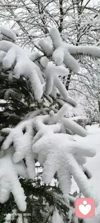 大雪压青松🌲
​青松说 四月份了 你还压啊[发怒]
​大雪偏要压😚
​青松没办法🤷🏻‍♀️