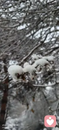 大雪压青松🌲
​青松说 四月份了 你还压啊[发怒]
​大雪偏要压😚
​青松没办法🤷🏻‍♀️