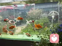 鹏北海，凤朝阳，又携书剑路茫茫。