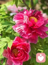 唯有牡丹真国色，花开时节动京城。
今日洛城，不负花期，满目琳琅，皆是国色天香。配图