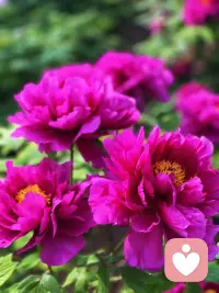 唯有牡丹真国色，花开时节动京城。
今日洛城，不负花期，满目琳琅，皆是国色天香。配图