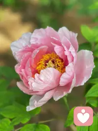 唯有牡丹真国色，花开时节动京城。
今日洛城，不负花期，满目琳琅，皆是国色天香。配图