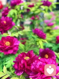 唯有牡丹真国色，花开时节动京城。
今日洛城，不负花期，满目琳琅，皆是国色天香。配图