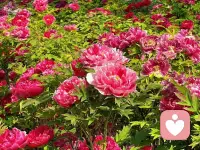 唯有牡丹真国色，花开时节动京城。
今日洛城，不负花期，满目琳琅，皆是国色天香。配图