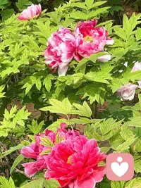唯有牡丹真国色，花开时节动京城。
今日洛城，不负花期，满目琳琅，皆是国色天香。配图