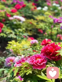 唯有牡丹真国色，花开时节动京城。
今日洛城，不负花期，满目琳琅，皆是国色天香。配图