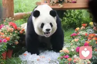 云南的阿诗玛映霞光
内蒙的其其格牧歌扬
山东的桂兰心坦荡
福建阿妹温柔乡
湖南湘女情意长
湖北幺妹俏模样
陕西兰花花声悠扬
甘肃尕妹妹暖心房