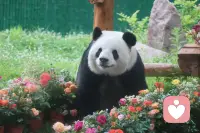 云南的阿诗玛映霞光
内蒙的其其格牧歌扬
山东的桂兰心坦荡
福建阿妹温柔乡
湖南湘女情意长
湖北幺妹俏模样
陕西兰花花声悠扬
甘肃尕妹妹暖心房
