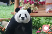 云南的阿诗玛映霞光
内蒙的其其格牧歌扬
山东的桂兰心坦荡
福建阿妹温柔乡
湖南湘女情意长
湖北幺妹俏模样
陕西兰花花声悠扬
甘肃尕妹妹暖心房