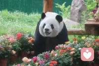 云南的阿诗玛映霞光
内蒙的其其格牧歌扬
山东的桂兰心坦荡
福建阿妹温柔乡
湖南湘女情意长
湖北幺妹俏模样
陕西兰花花声悠扬
甘肃尕妹妹暖心房