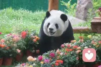 云南的阿诗玛映霞光
内蒙的其其格牧歌扬
山东的桂兰心坦荡
福建阿妹温柔乡
湖南湘女情意长
湖北幺妹俏模样
陕西兰花花声悠扬
甘肃尕妹妹暖心房