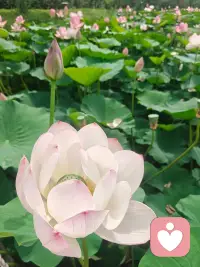 荷花开了，吃吃喝喝玩玩闹闹一天也挺好。