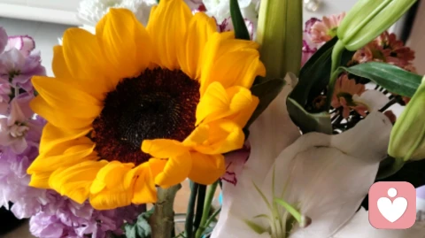 心灵的弹性：在脆弱中筑起繁荣的基石