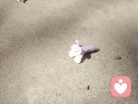 花与树都很好，你也一样