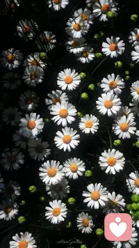 💜☀𝗛𝗲𝗹𝗹𝗼.ᐟ.ᐟ
按自己的节奏开花，管他春夏秋冬几月。配图