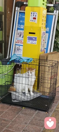 对被困的动物而言，“硬刚”只会加速毁灭，“策略性生存”才是破局的关键。
暂时的低头不是懦弱，而是为了等待那个能让自己重获自由的瞬间——哪怕这个过程很漫长，也要守住眼里的光，因为只有活着，才能有翻盘的可能。配图