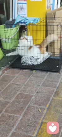 对被困的动物而言，“硬刚”只会加速毁灭，“策略性生存”才是破局的关键。
暂时的低头不是懦弱，而是为了等待那个能让自己重获自由的瞬间——哪怕这个过程很漫长，也要守住眼里的光，因为只有活着，才能有翻盘的可能。配图