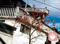 阳光洒落，柿子挂满枝头 🍅白色建筑前，岁月静好蓝天白云下，一切都那么安宁 🌤️ 亲爱的你，愿你事事如意！#摄影   #自然风光   #摄影日志配图