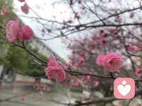 日子滚烫，岁岁如常。