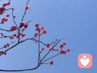 允许计划被打乱，
允许努力没有即时回报，
允许自己在某些时刻“不够好”。
像树接纳四季——春天生长，冬天蓄力。