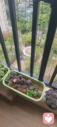 以花养心，以心聆听！！！