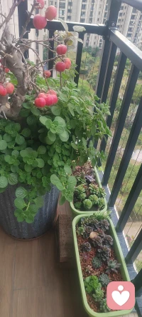 以花养心，以心聆听！！！