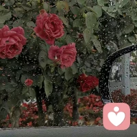 一杯热饮，一束玫瑰🌹，一方安静的角落！！！
连工作的气息都是馥郁芬香的！！