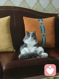猫咪不评判、不催你、不给你讲道理，只安安静静陪着。
这种不带压力的陪伴，能瞬间让人卸下防备，紧绷的神经自然放松。
加上软乎乎的触感和慢悠悠的节奏，能安抚焦虑、缓解情绪内耗。
简单说：不用费力经营的关系，最养人。🐱配图